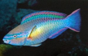 princess parrot fish