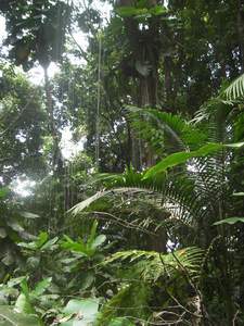 Regenwoud, luchtwortels