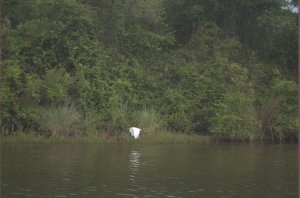 Witte reiger in Barge Canal
